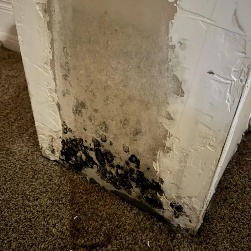 Professional Mold Removal in Elkhart, IN